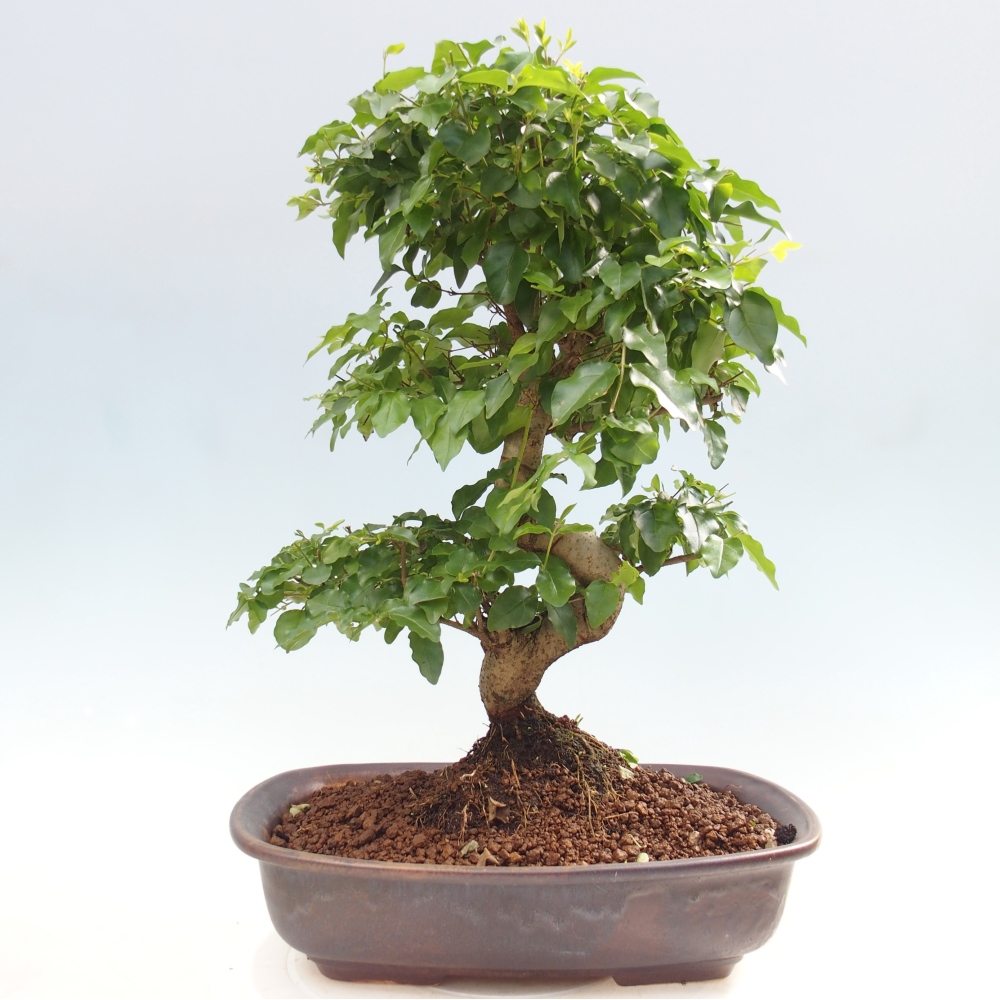 Camera bonsai -Ligustrum chinensis - Becco d'uccello
