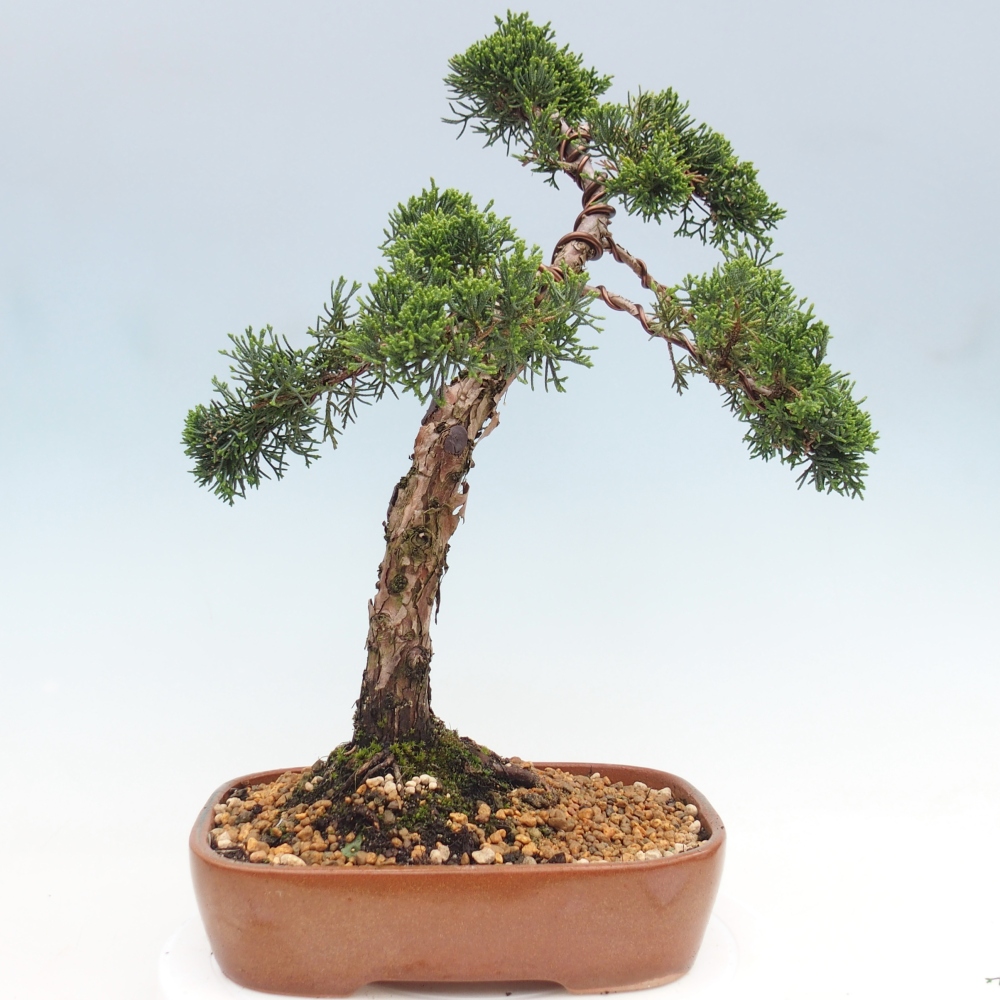 Bonsai da esterno - Juniperus chinensis Kishu