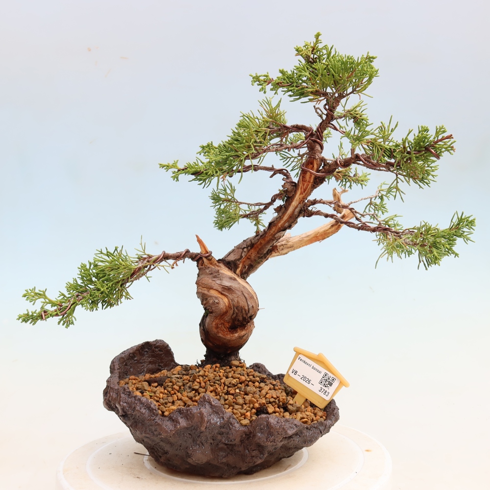 Bonsai da esterno - Juniperus chinensis Itoigawa-Juniperus chinensis