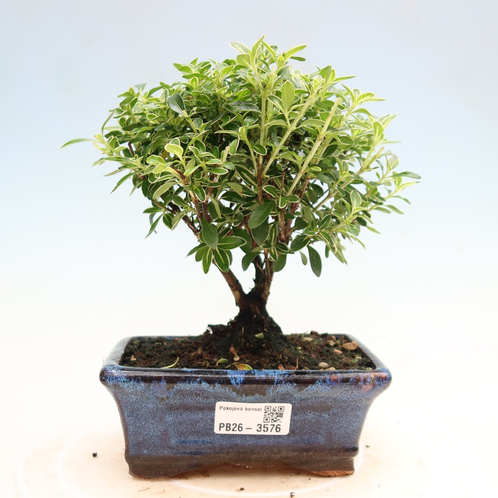 Camera bonsai - Serissa foetida Variegata - Albero delle mille stelle