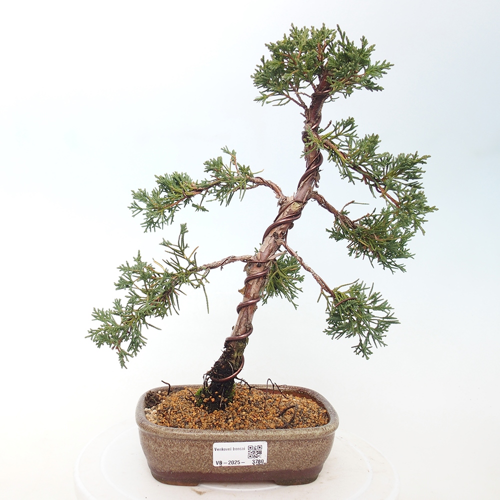 Bonsai da esterno - Juniperus chinensis Kishu