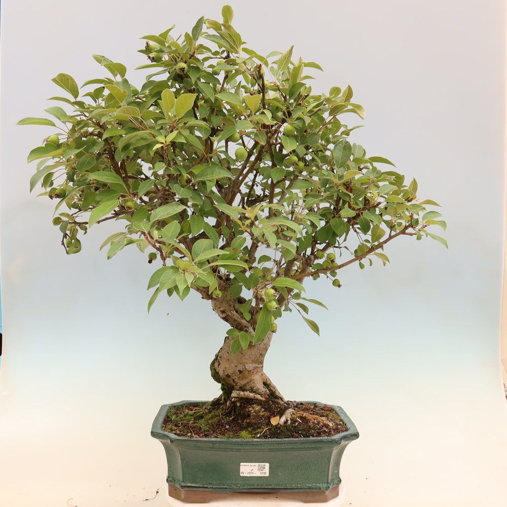 Bonsai da esterno -Malus halliana - Melo a frutto piccolo