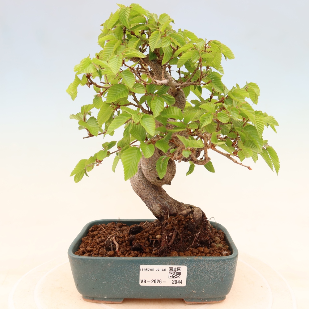Bonsai da esterno -Carpinus Coreana - Carpino coreano