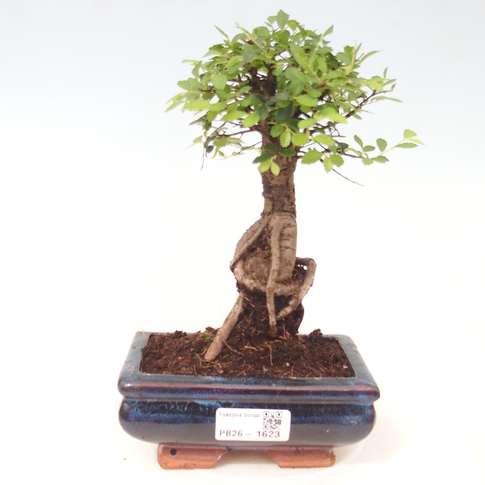 Camera bonsai - Ulmus parvifolia - Olmo a foglie piccole