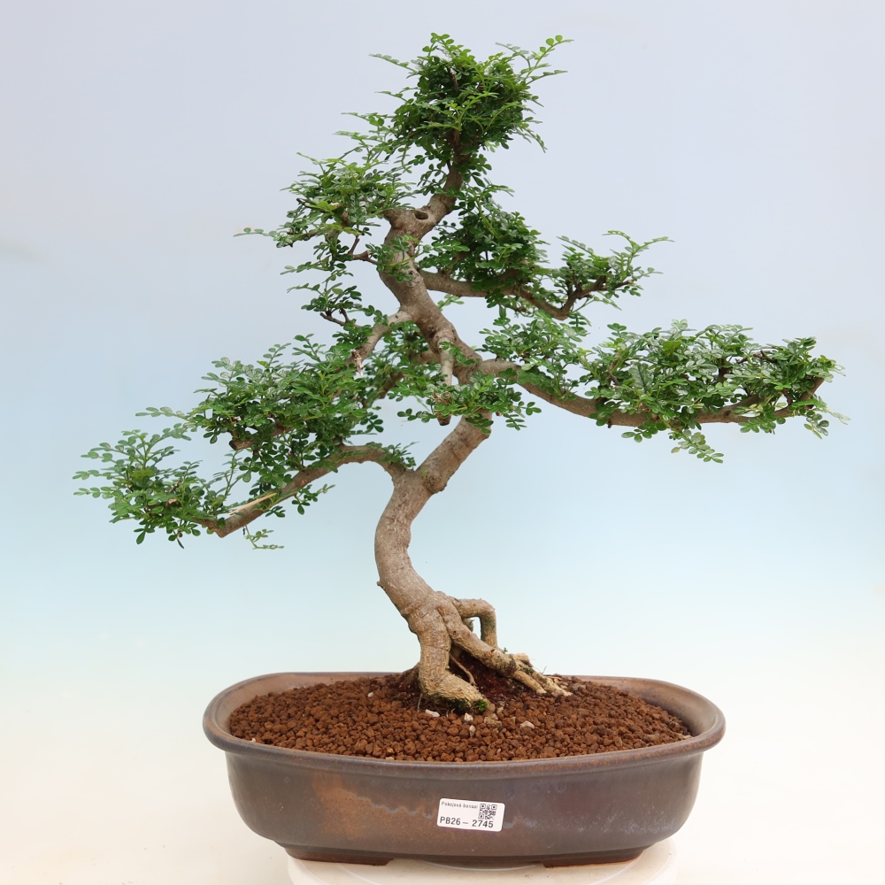 Camera bonsai - Zantoxylum piperitum - albero del pepe