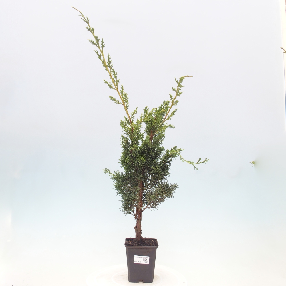 Bonsai da esterno - Juniperus chinensis Kishu