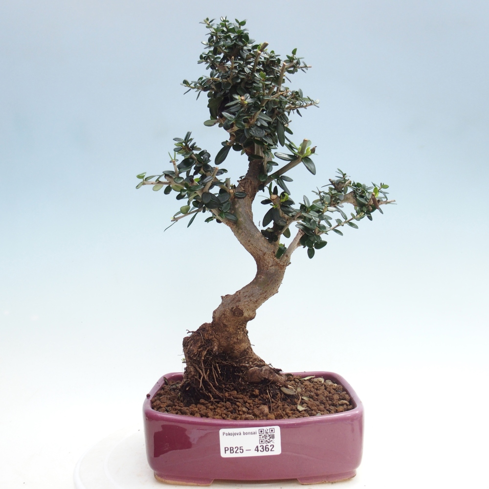 Bonsai da interno - Olea europaea sylvestris