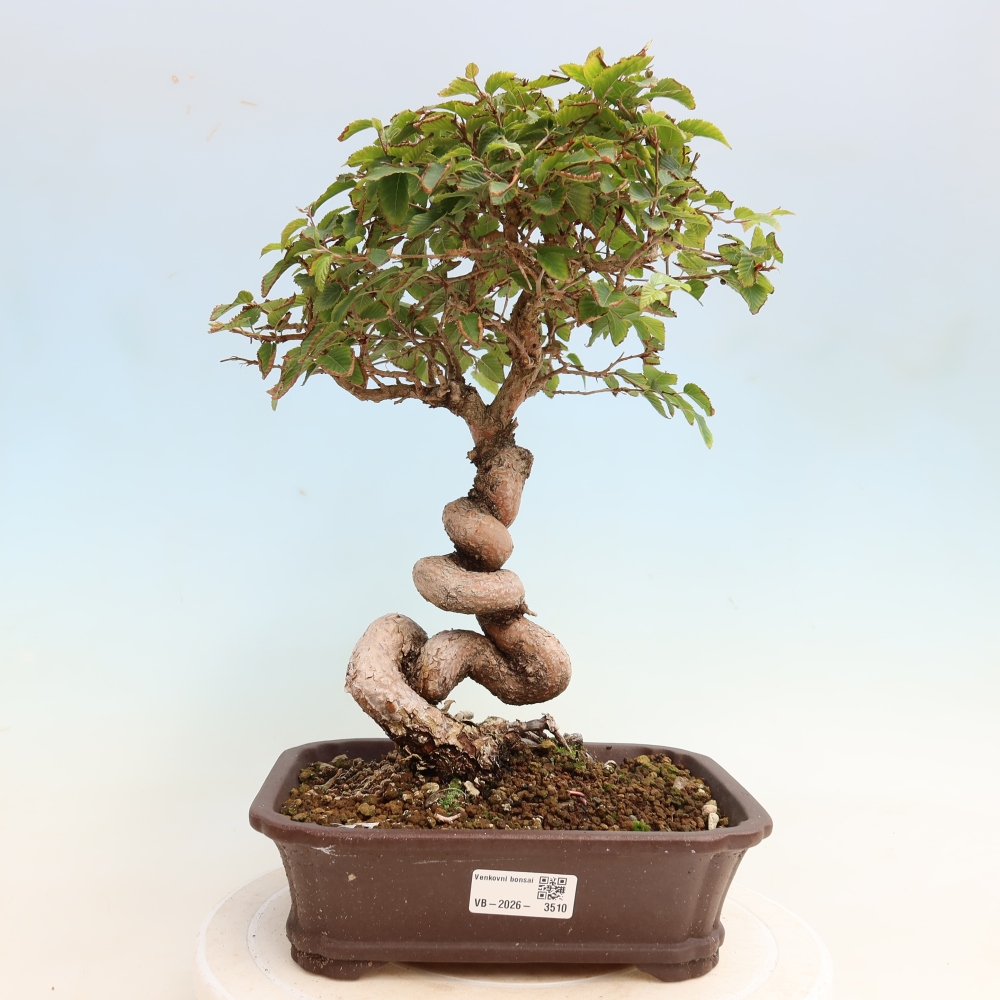 Bonsai da esterno -Carpinus CARPINOIDES - Carpino coreano