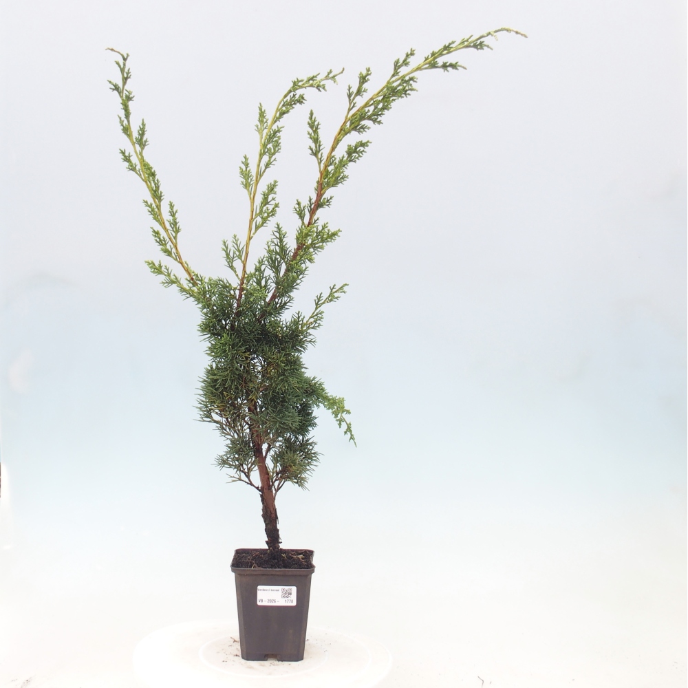Bonsai da esterno - Juniperus chinensis Kishu
