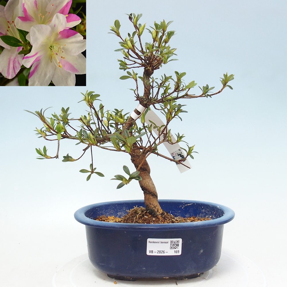 Bonsai da esterno - Azalea giapponese - Azalea a mano