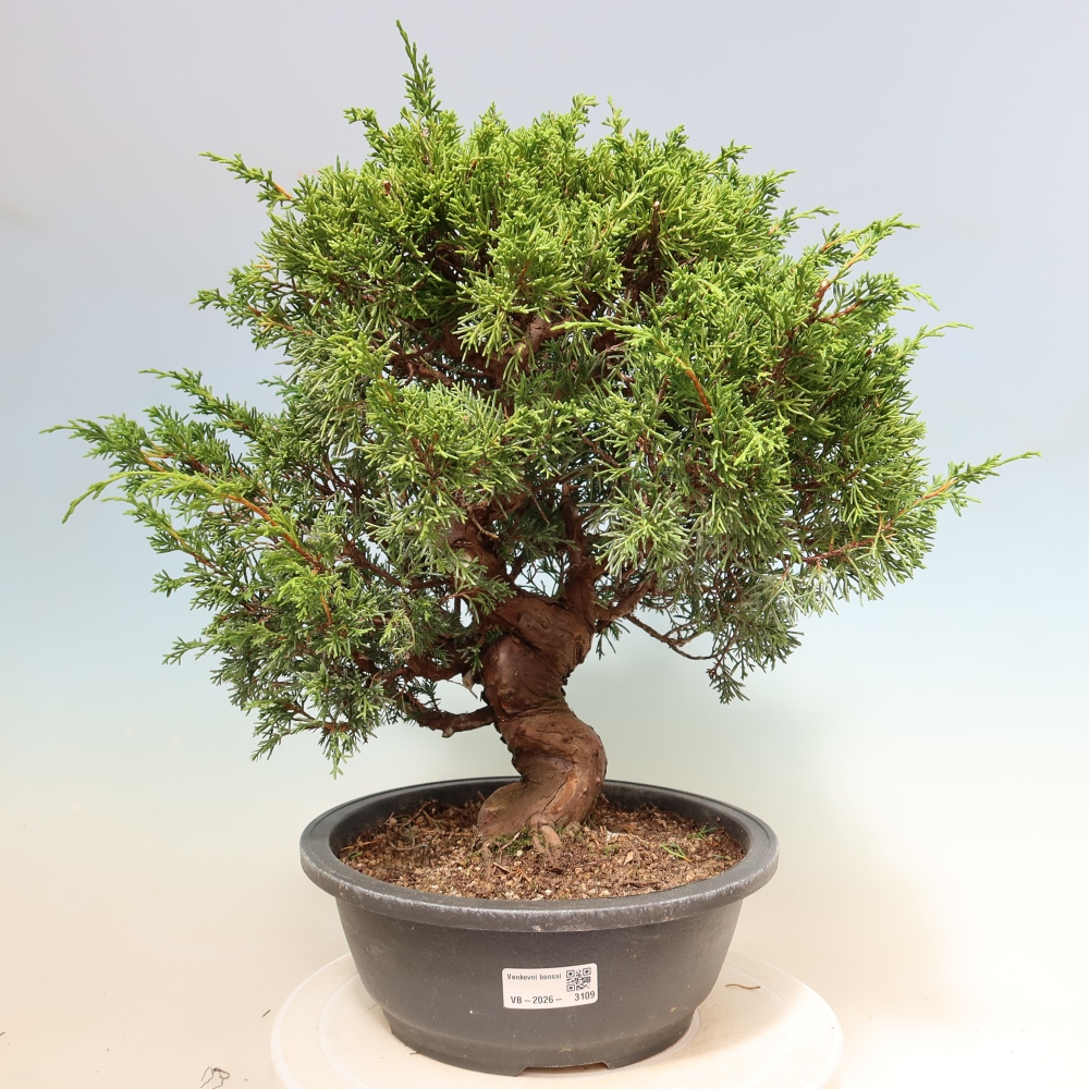 Bonsai da esterno - Juniperus chinensis Itoigawa-Juniperus chinensis