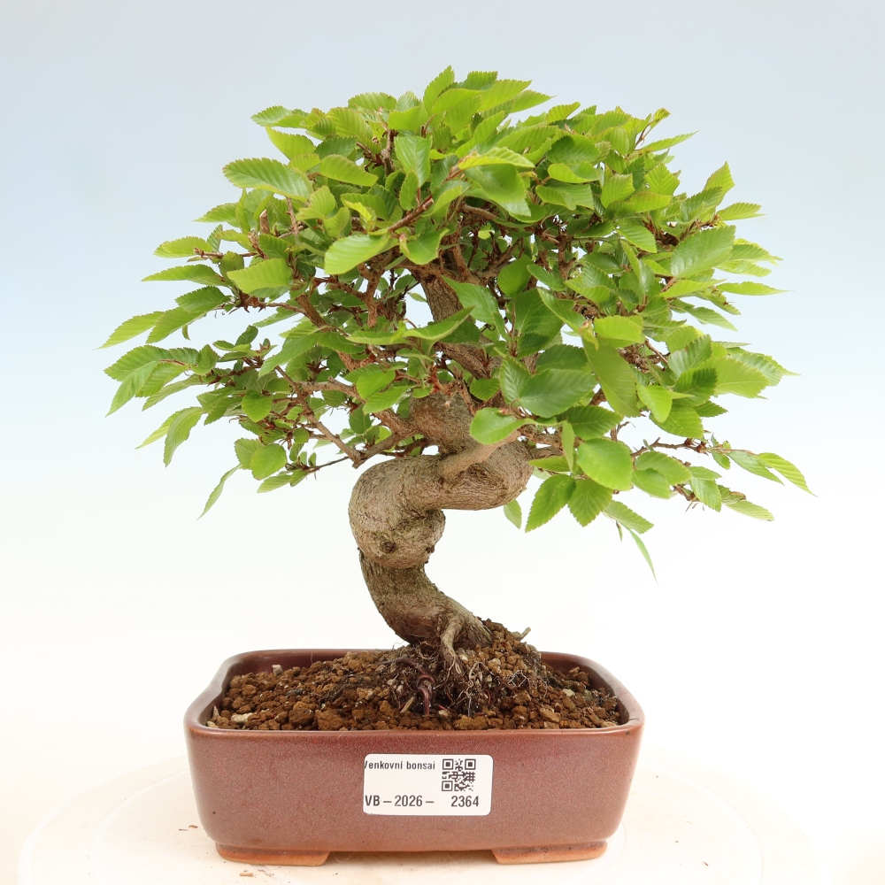 Bonsai da esterno -Carpinus Coreana - Carpino coreano