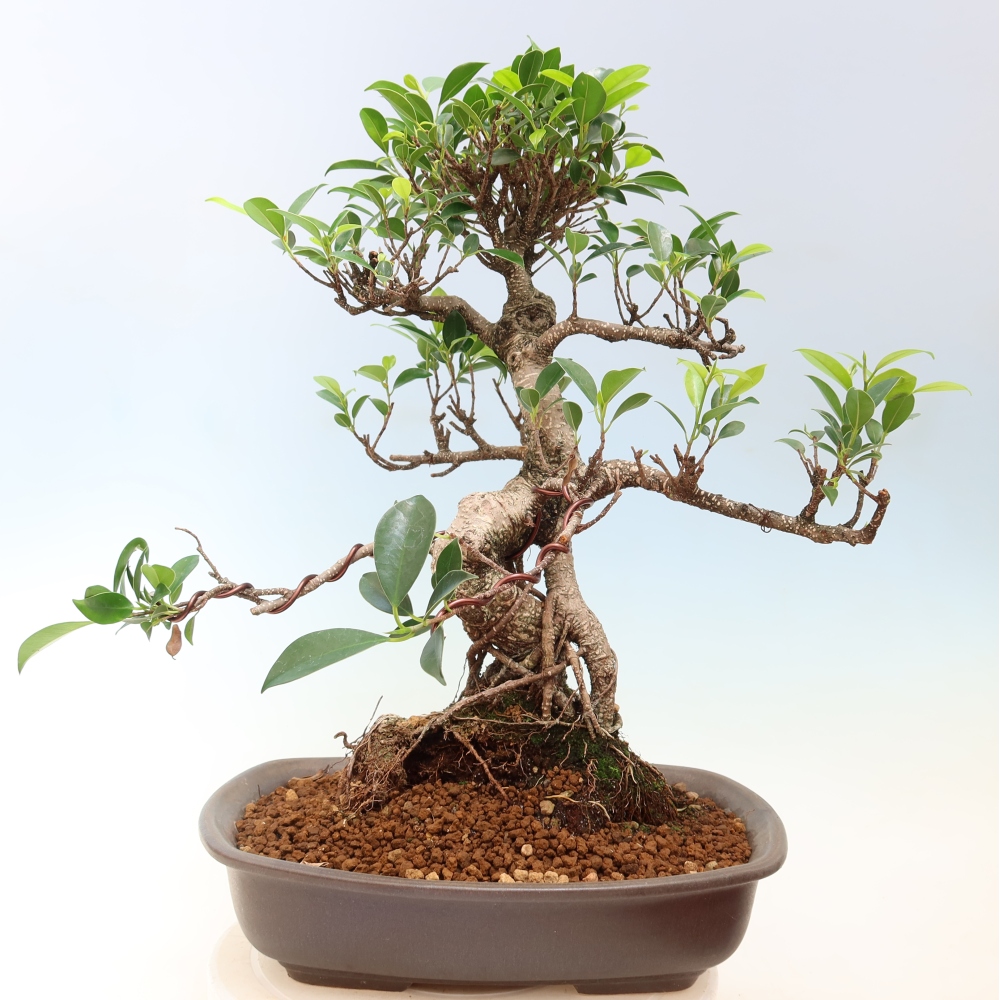 Camera bonsai - Ficus kimmen - ficus a foglie piccole