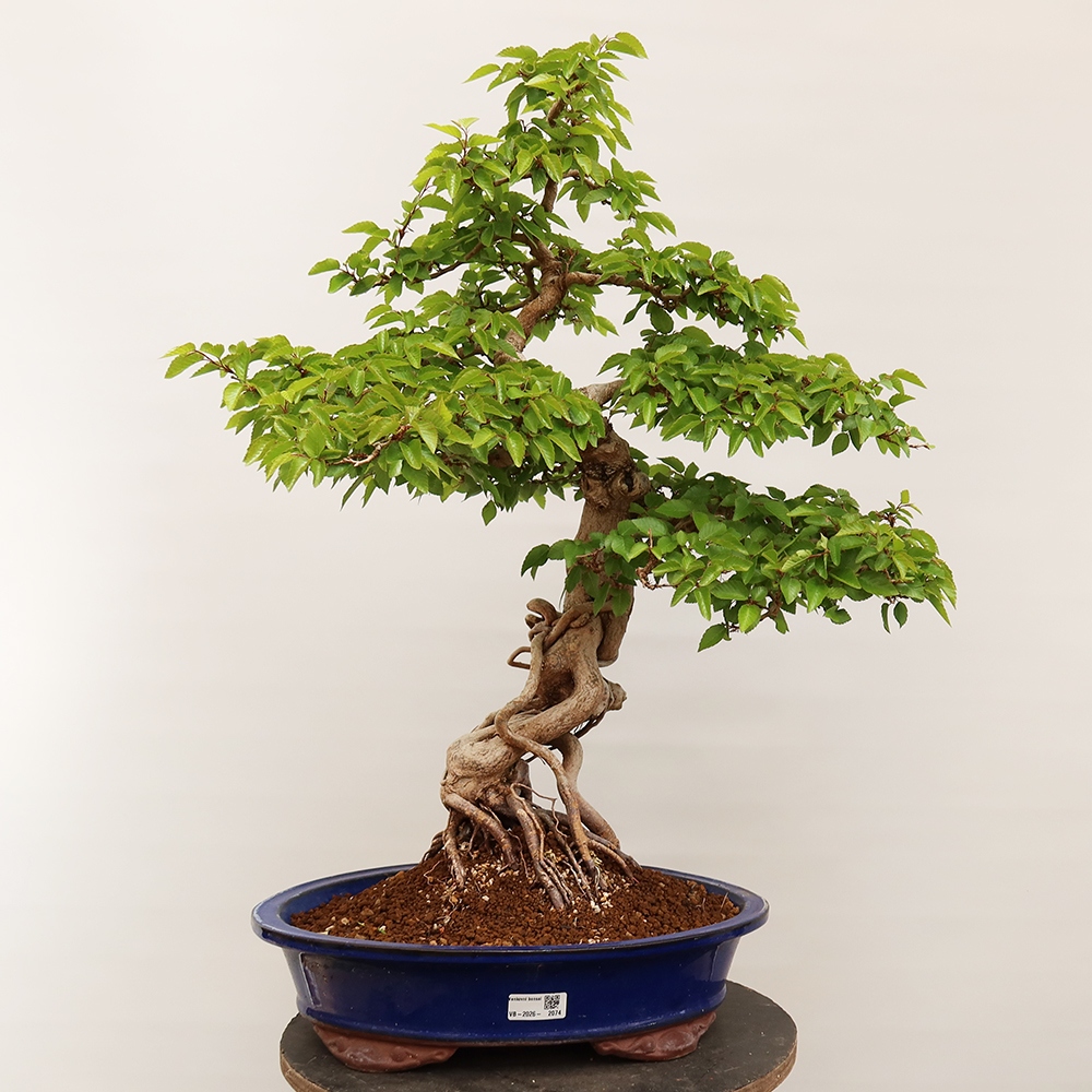 Bonsai da esterno -Carpinus Coreana - Carpino coreano