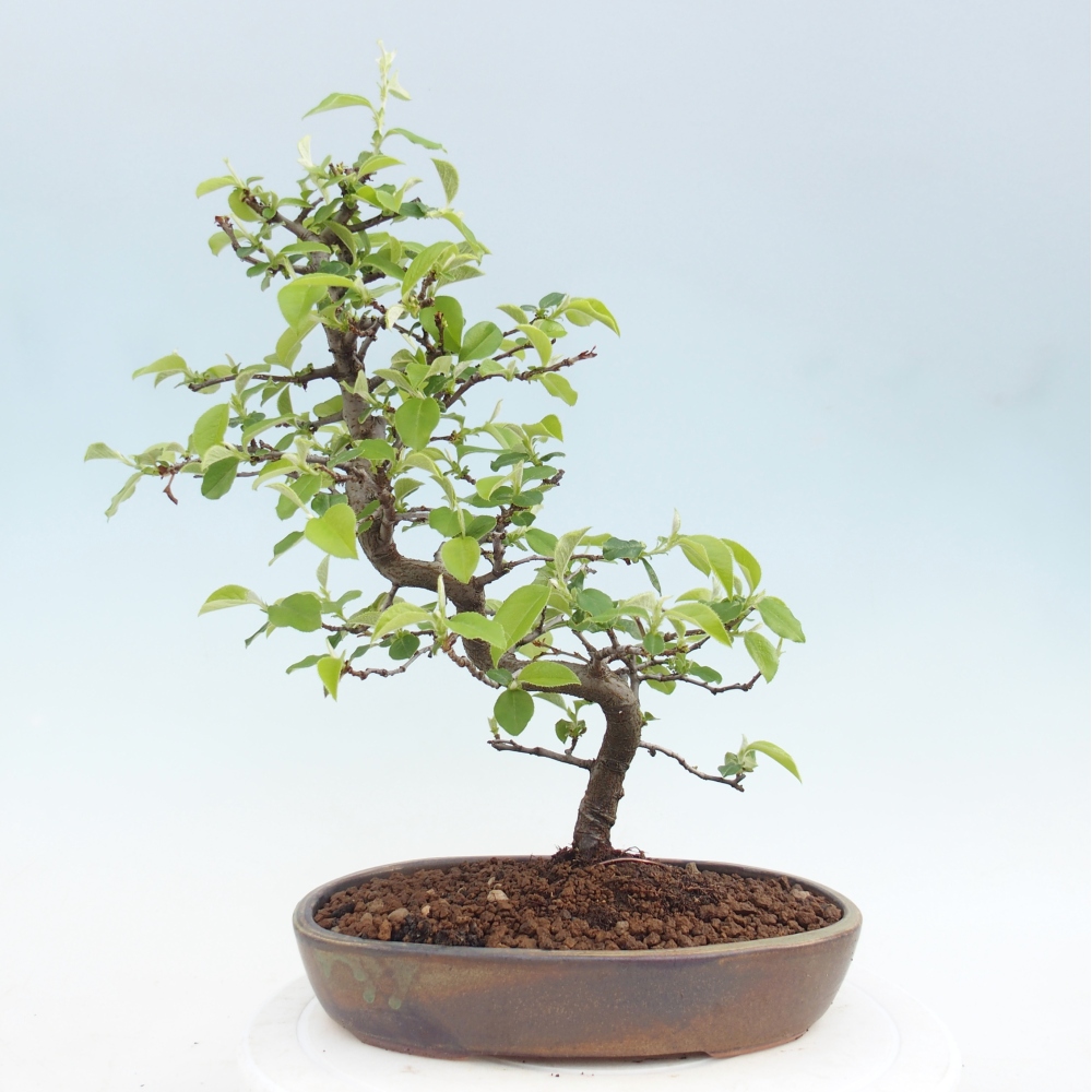 Bonsai da esterno - Chaneomeles chinensis