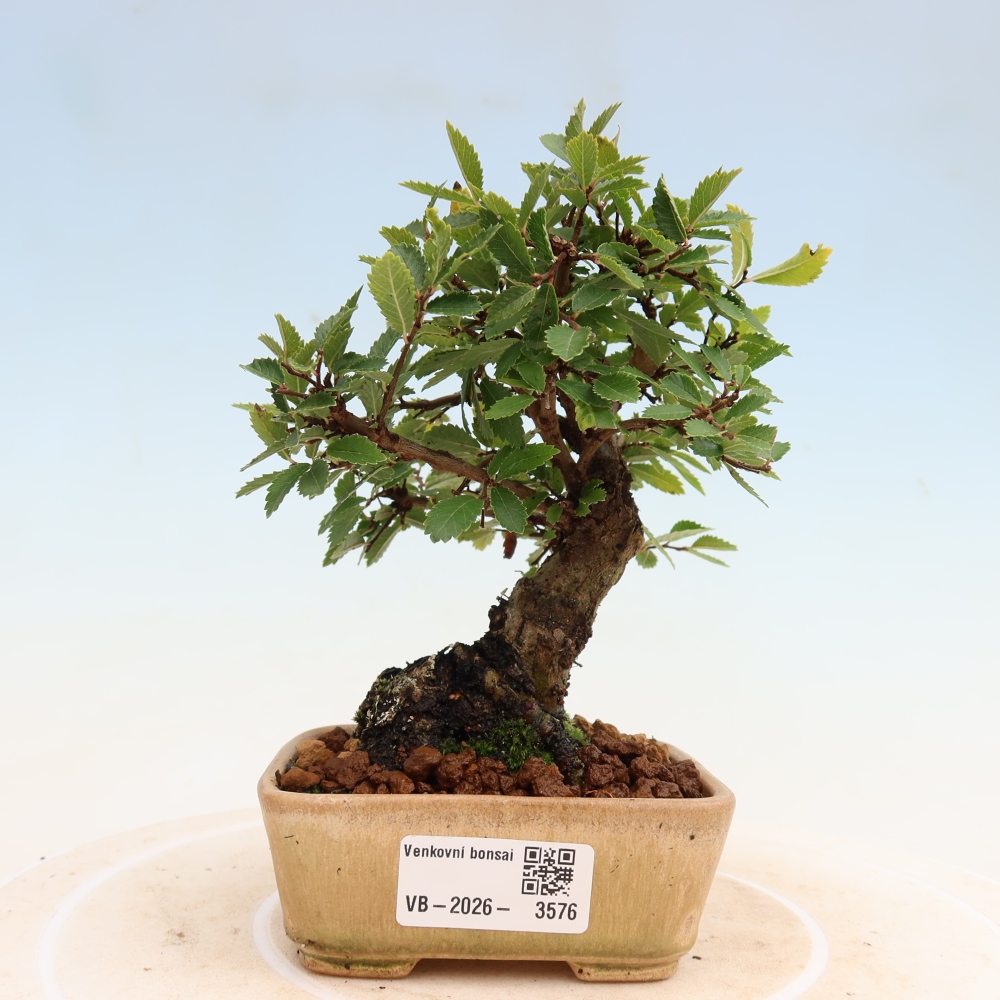 Bonsai da esterno - Zelkova - Zelkova NIRE