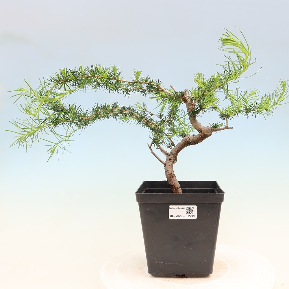 Bonsai da esterno -Larix decidua - Larice