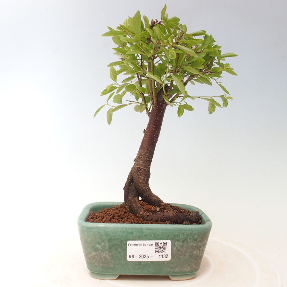 Bonsai da esterno - Prunus spinosa