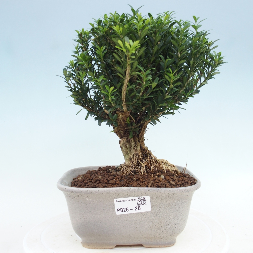 Camera bonsai - Buxus harlandii - buxus da sughero