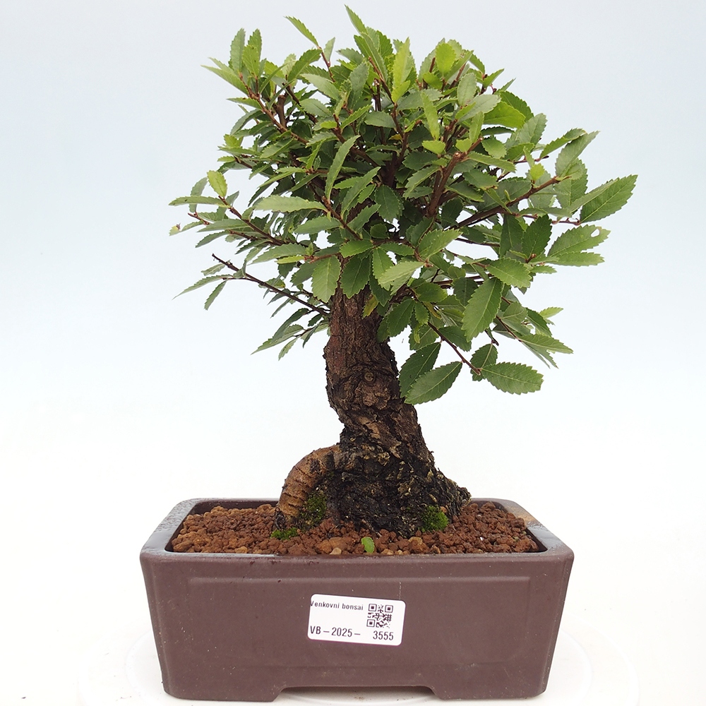Bonsai da esterno - Zelkova - Zelkova NIRE