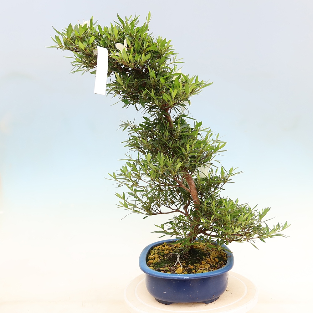 Bonsai da esterno - Azalea giapponese - Azalea Hakurin