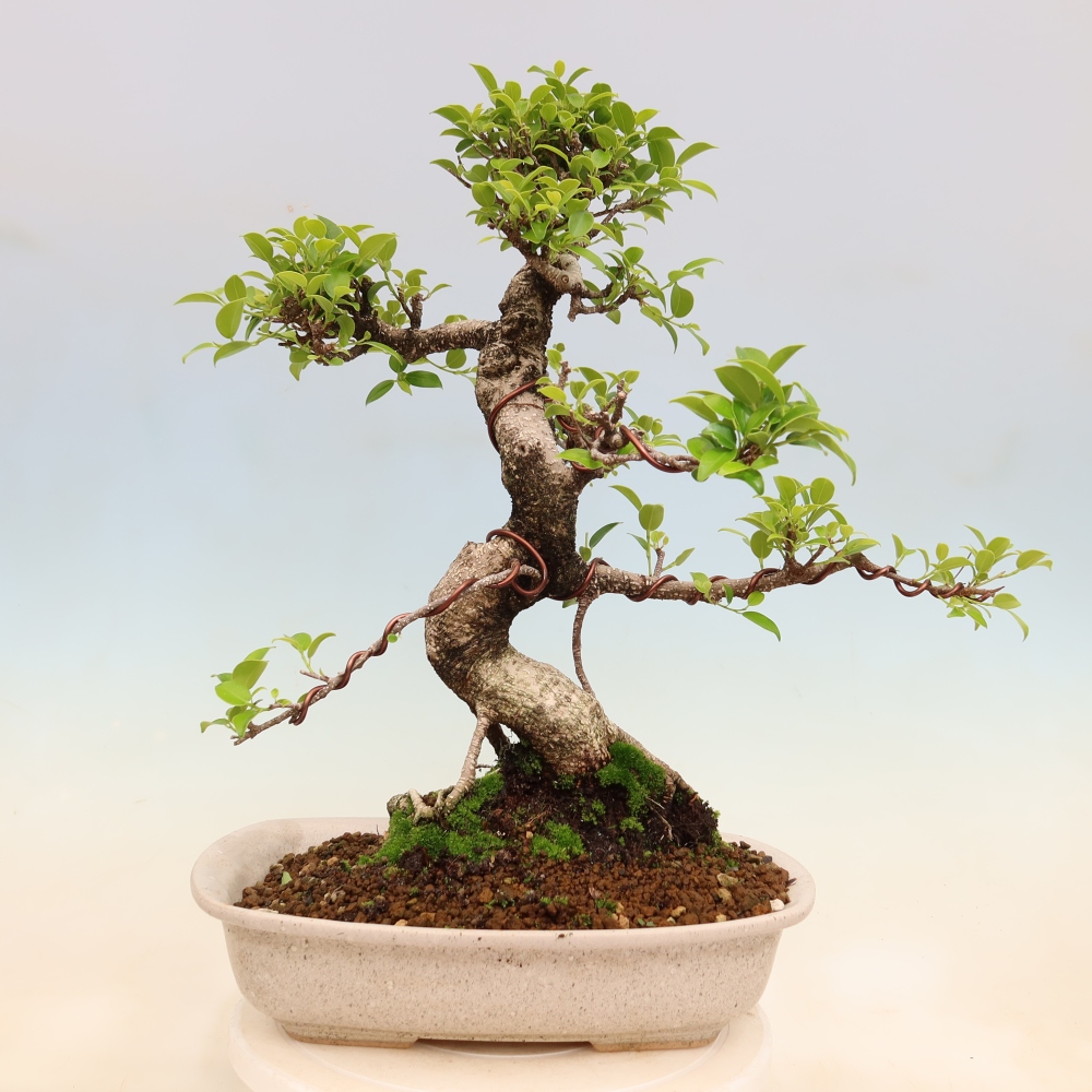 Camera bonsai - Ficus kimmen - ficus a foglie piccole