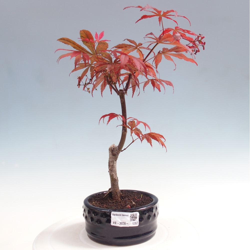 Bonsai da esterno - Palma Acer. Atropurpureum-Javor palmate