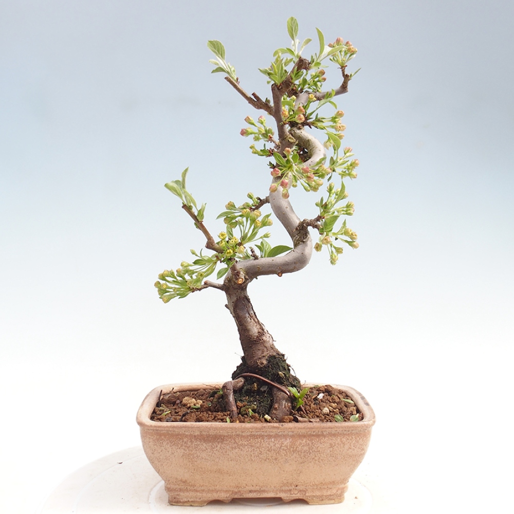 Bonsai da esterno - Malus sargentii - Melo a frutto piccolo