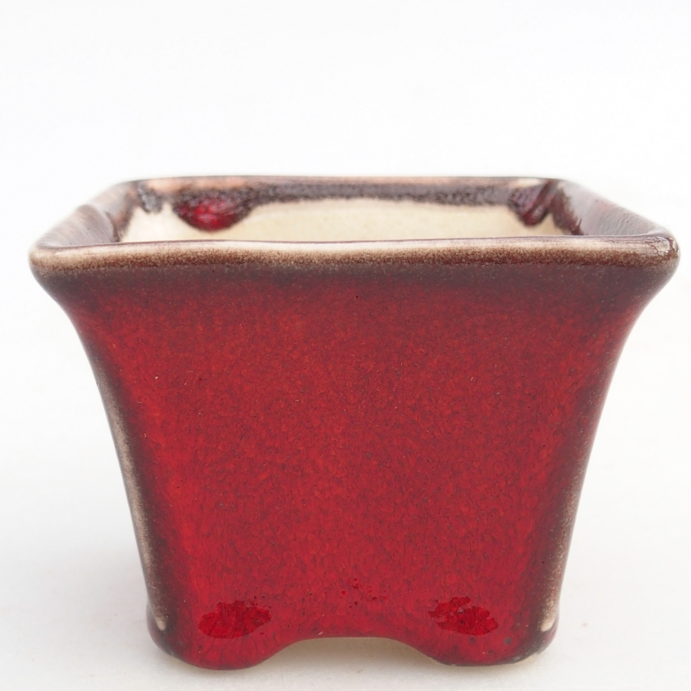 Mini bonsai 6 x 6 x 5 cm, colore rosso