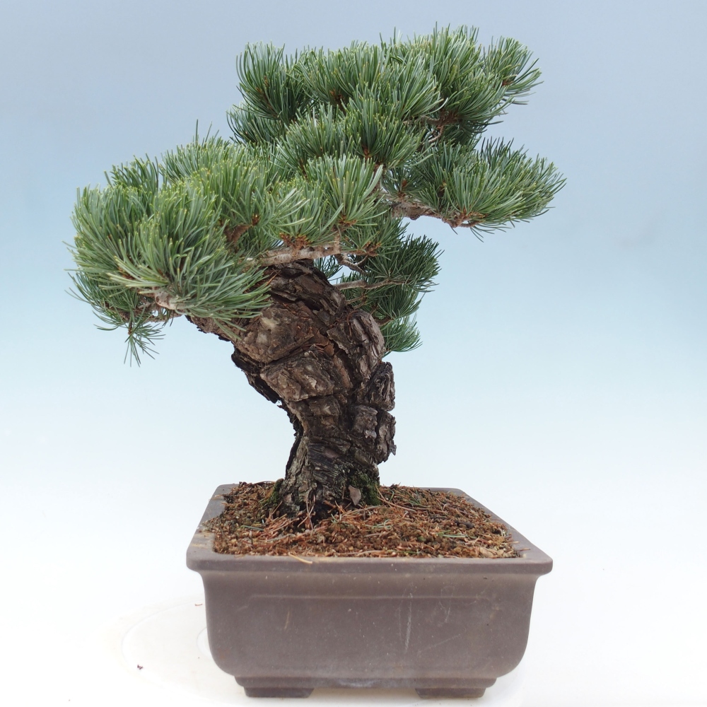 Bonsai da esterno - Pinus parviflora - Pinus parviflora