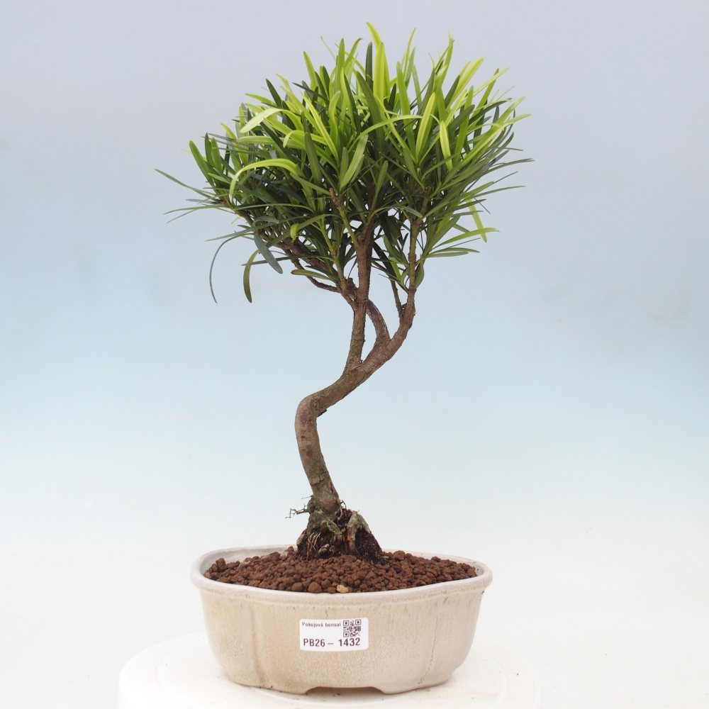 Camera bonsai - Podocarpus - Tasso delle pietre