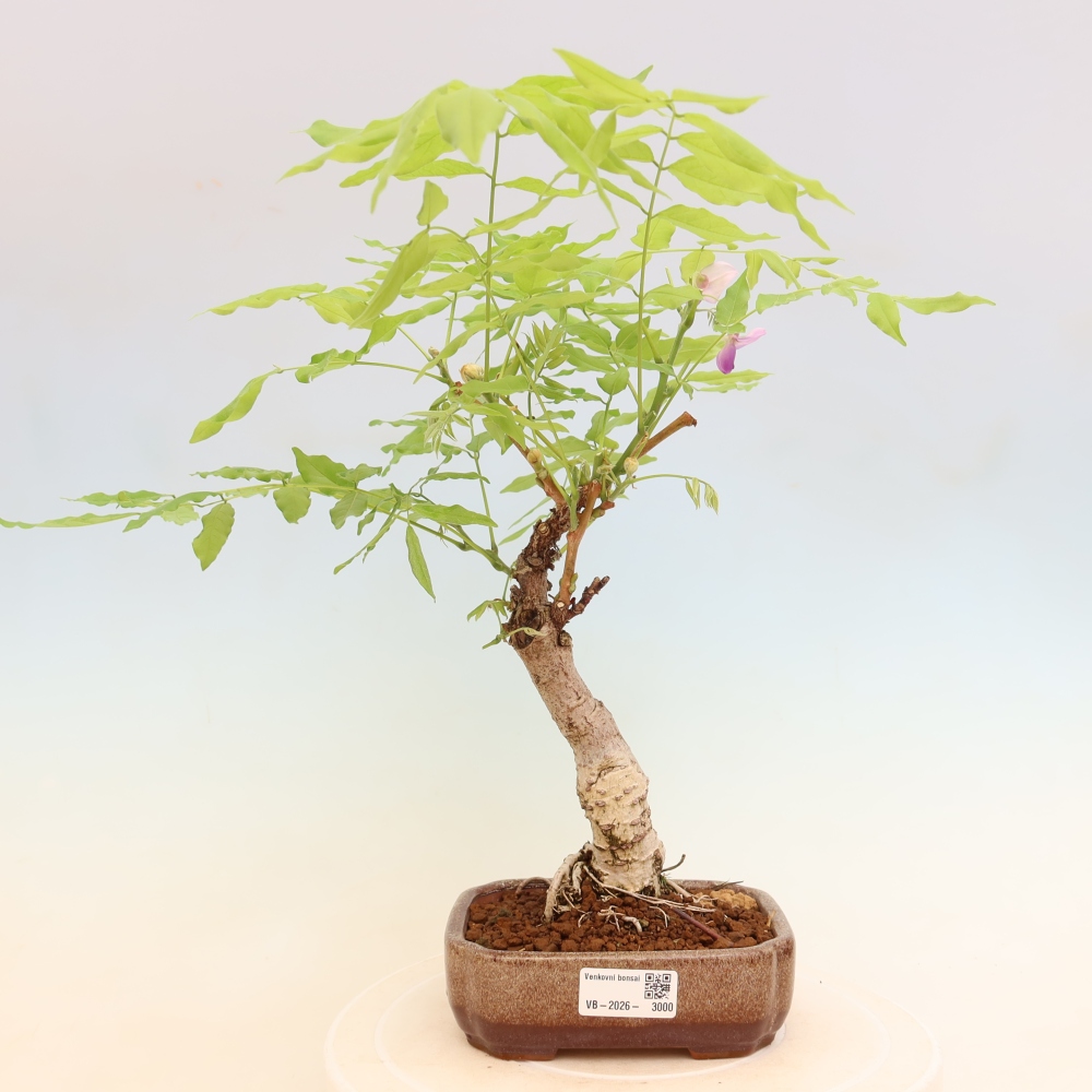 Bonsai da esterno - Glicine floribunda
