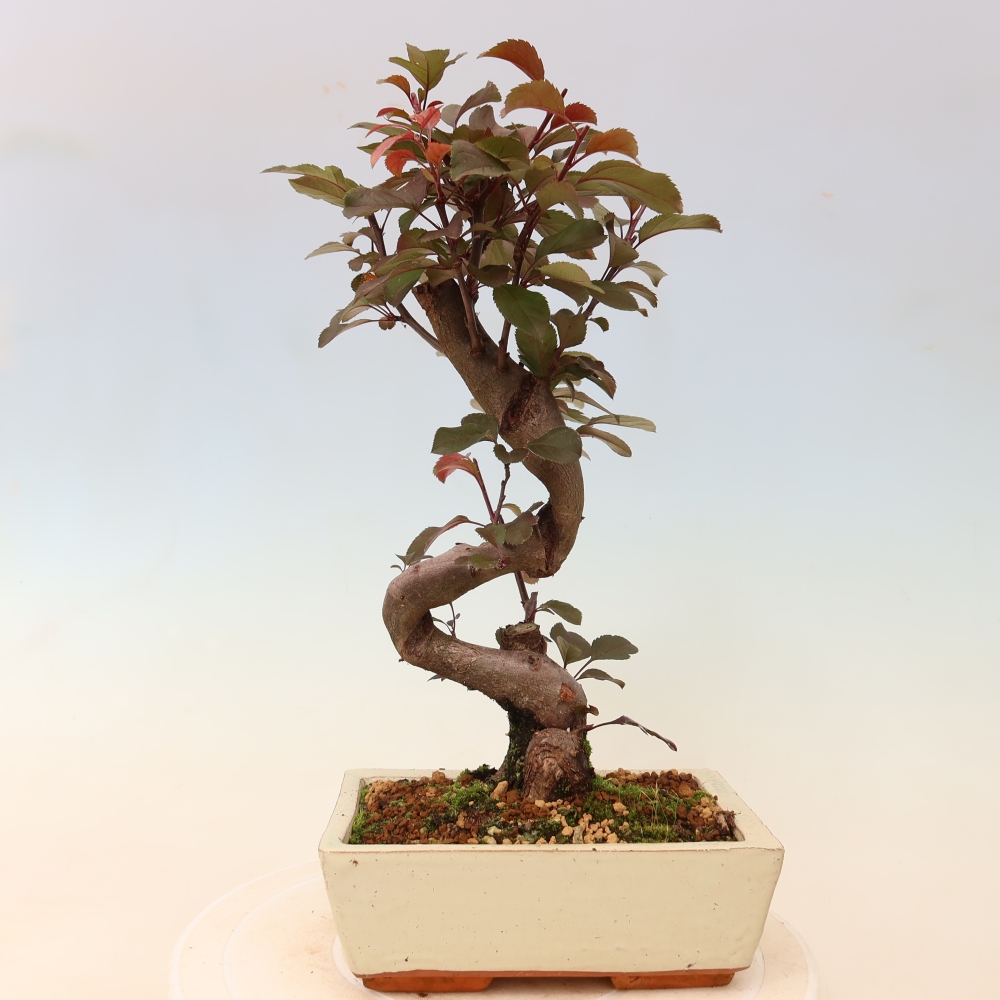 Bonsai da esterno -Malus domestica - Melo a piccoli frutti a foglie rosse