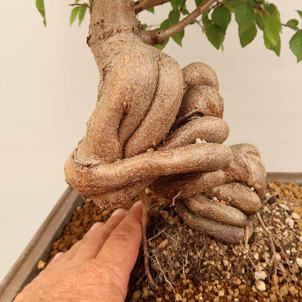 Bonsai da esterno -Carpinus Coreana - Carpino coreano