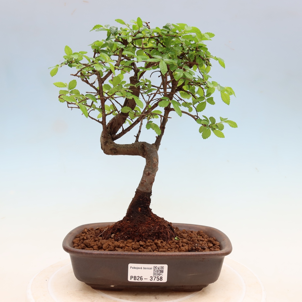 Camera bonsai - Ulmus parvifolia - Olmo a foglie piccole