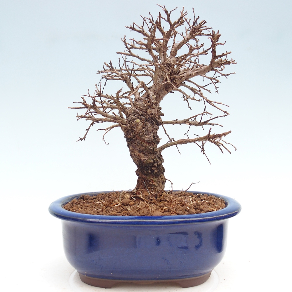 Bonsai da esterno - Zelkova - Zelkova NIRE
