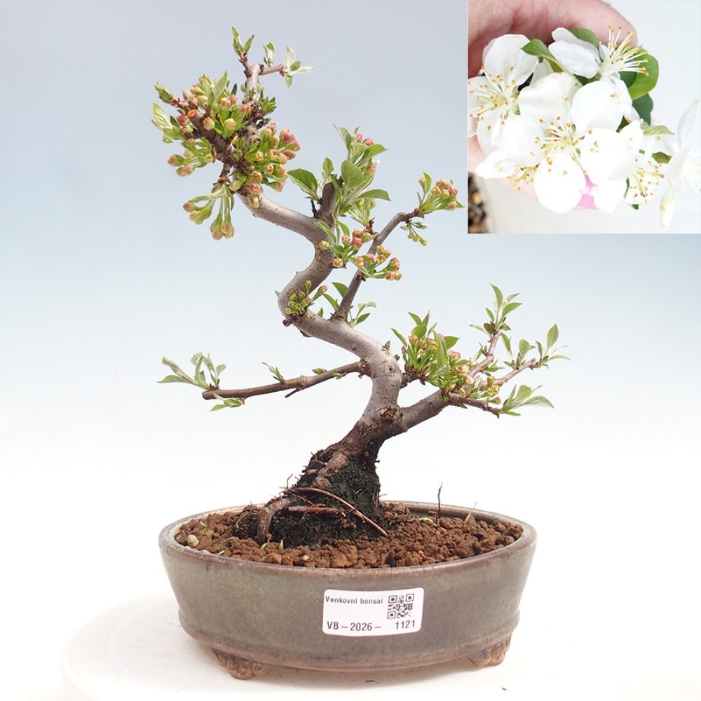 Bonsai da esterno - Malus sargentii - Melo a frutto piccolo