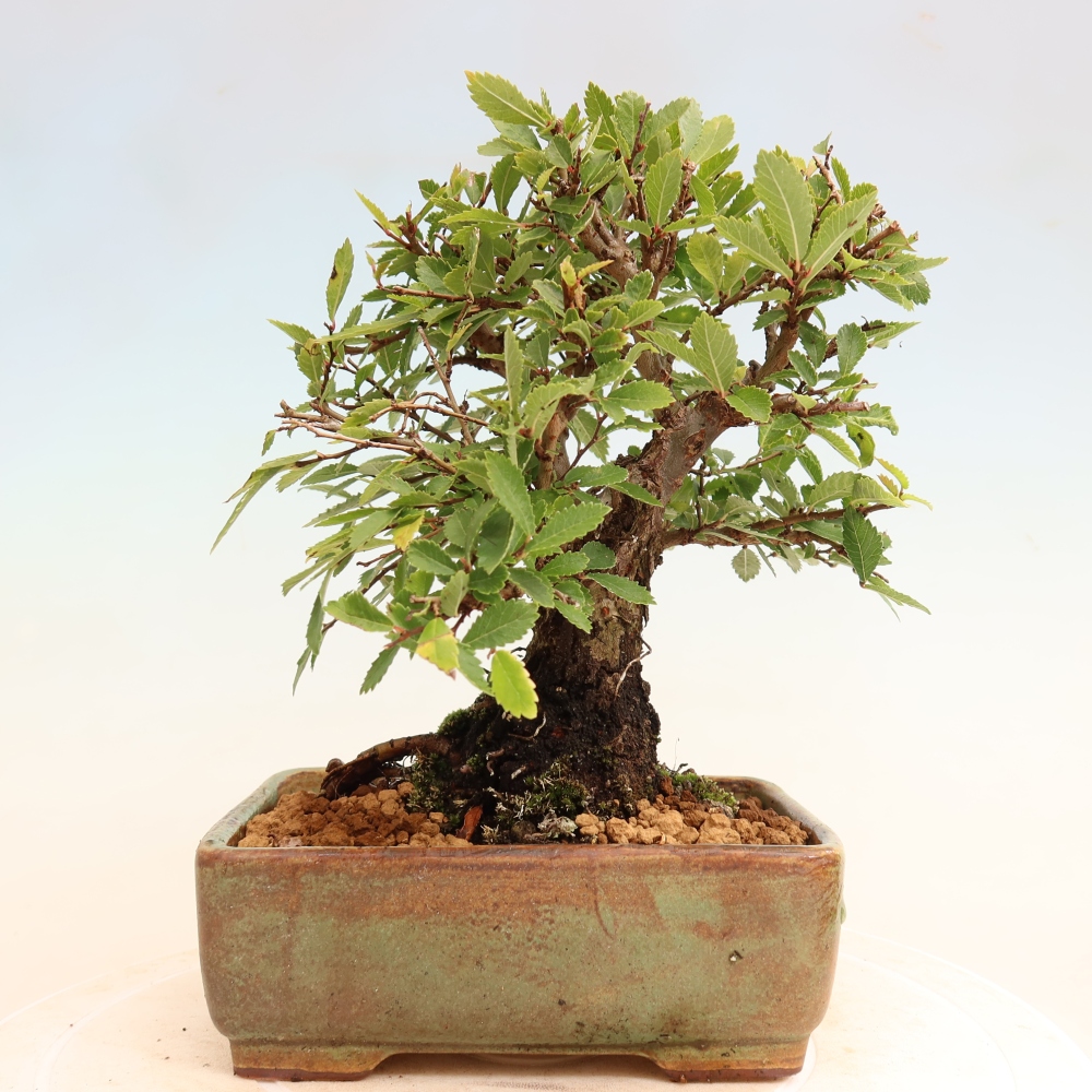 Bonsai da esterno - Zelkova - Zelkova NIRE