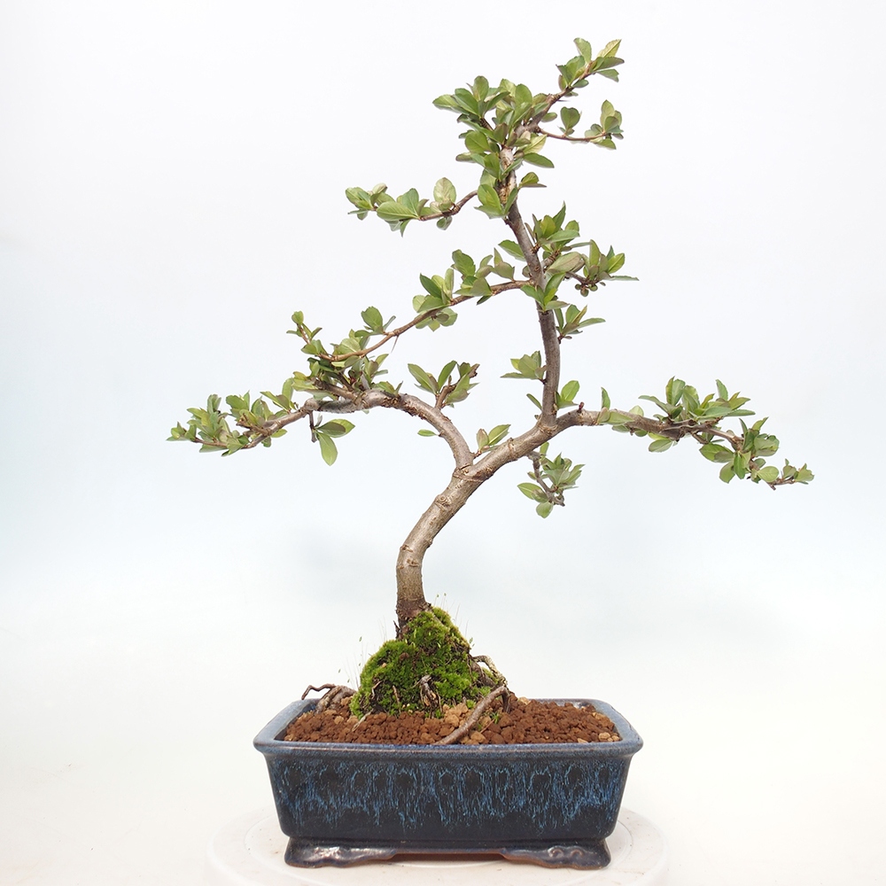 Bonsai da esterno - Chaneomeles sup. Nicoline - Cotogno