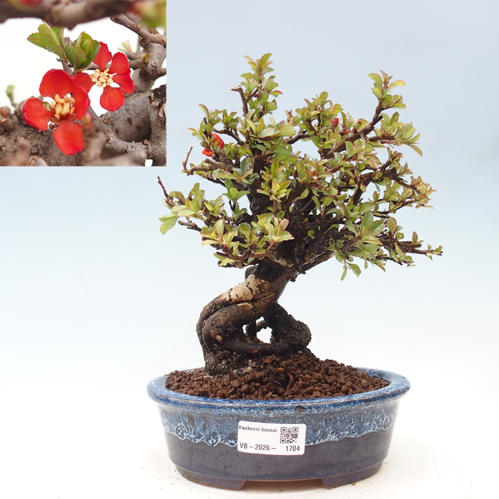 Bonsai da esterno - Chaneomeles speciosa - Cotogno