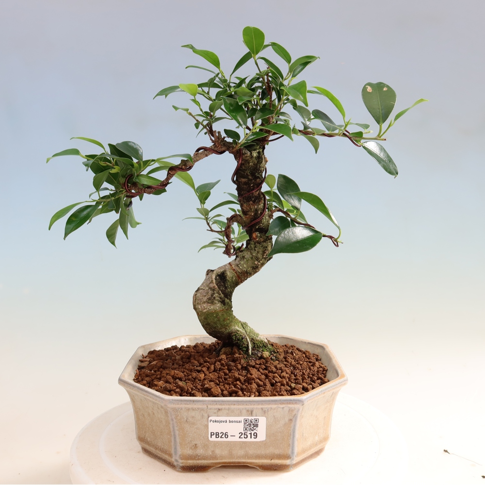Camera bonsai - Ficus retusa - ficus a foglie piccole