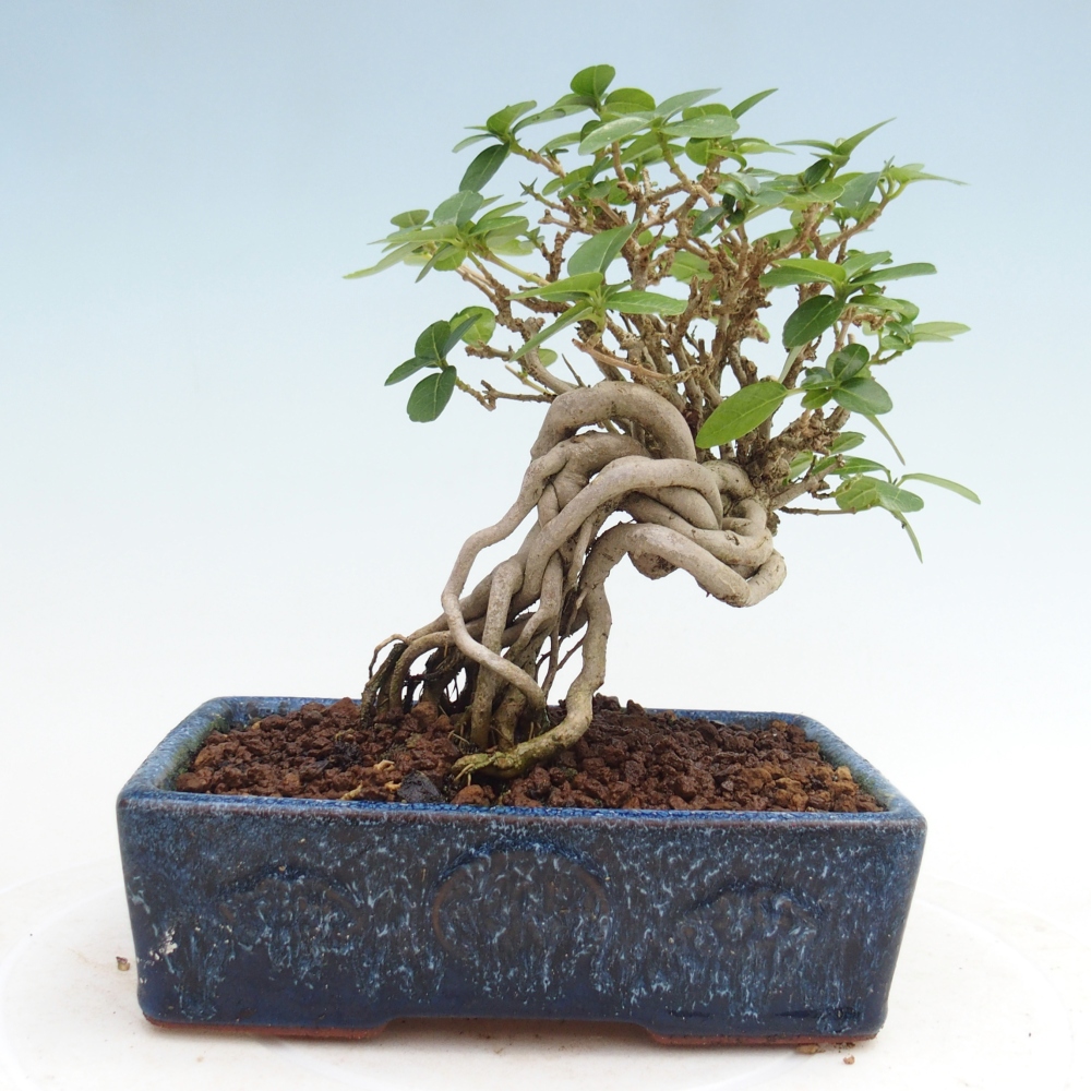 Bonsai da interno - Premna serratifolia - Kozlovna malolista