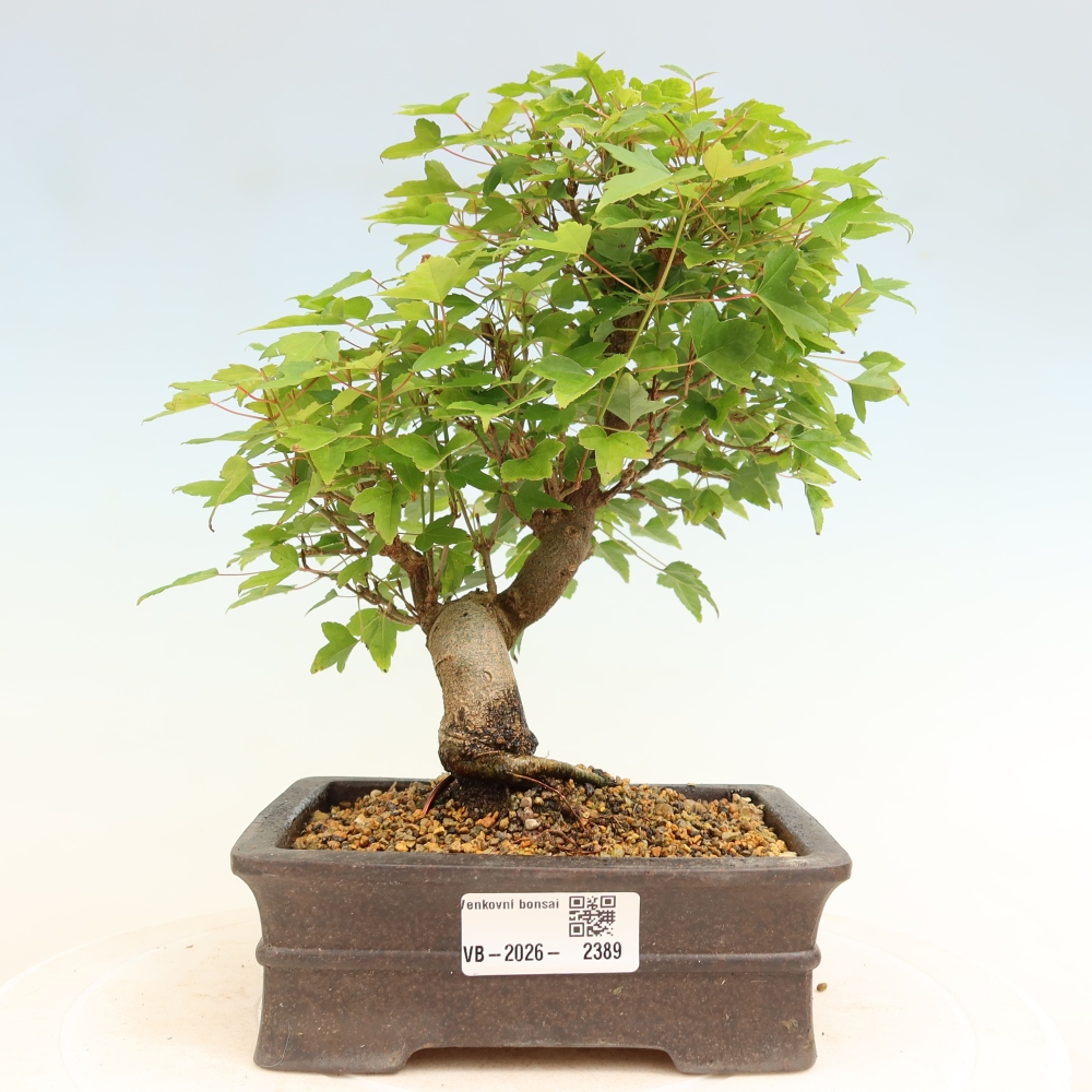 Bonsai da esterno - Acero Burger - Acer Burgerianum