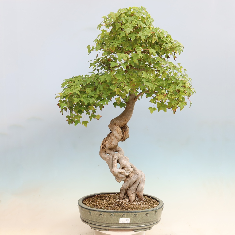 Bonsai da esterno - Acer Buergerianum - Acero di Burger