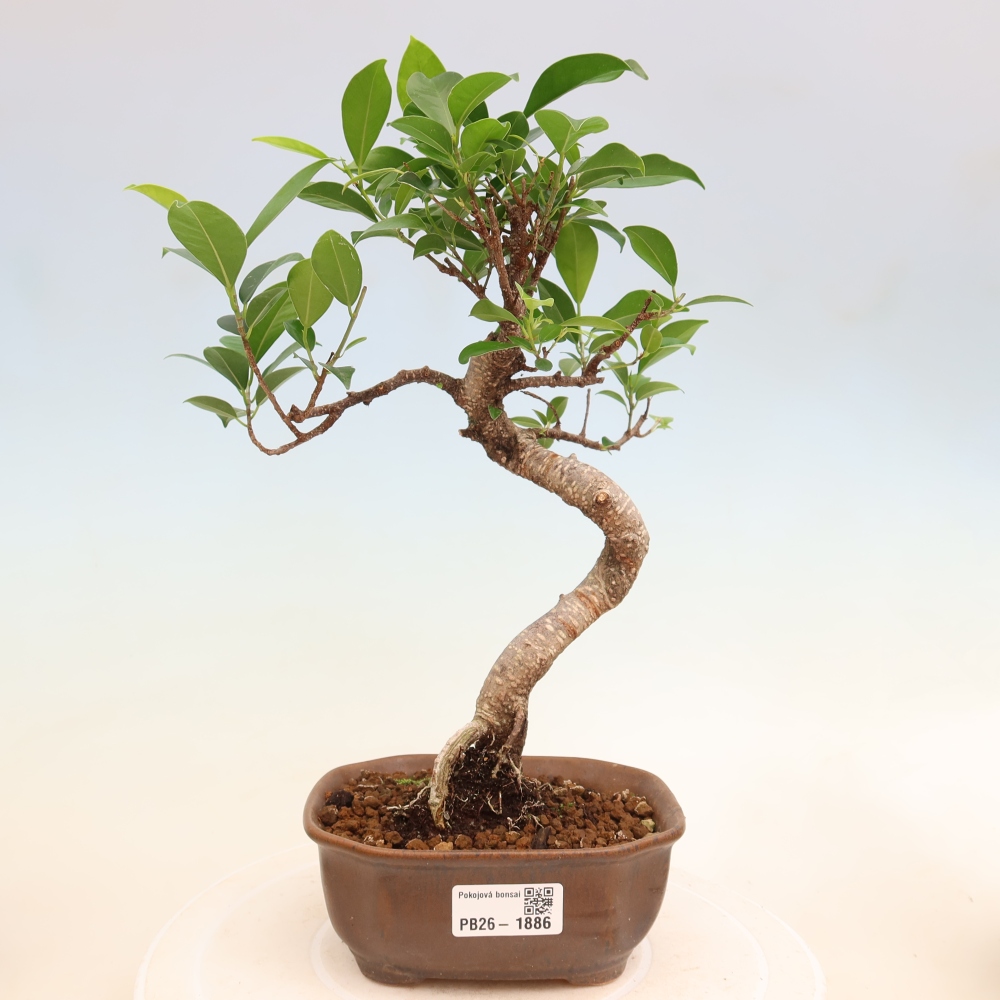 Camera bonsai - Ficus retusa - ficus a foglie piccole