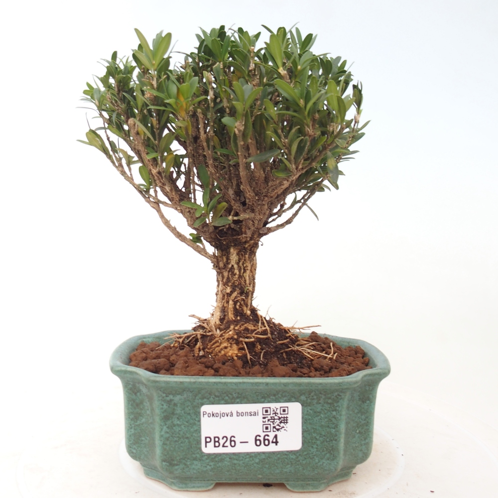 Camera bonsai - Buxus harlandii - buxus da sughero