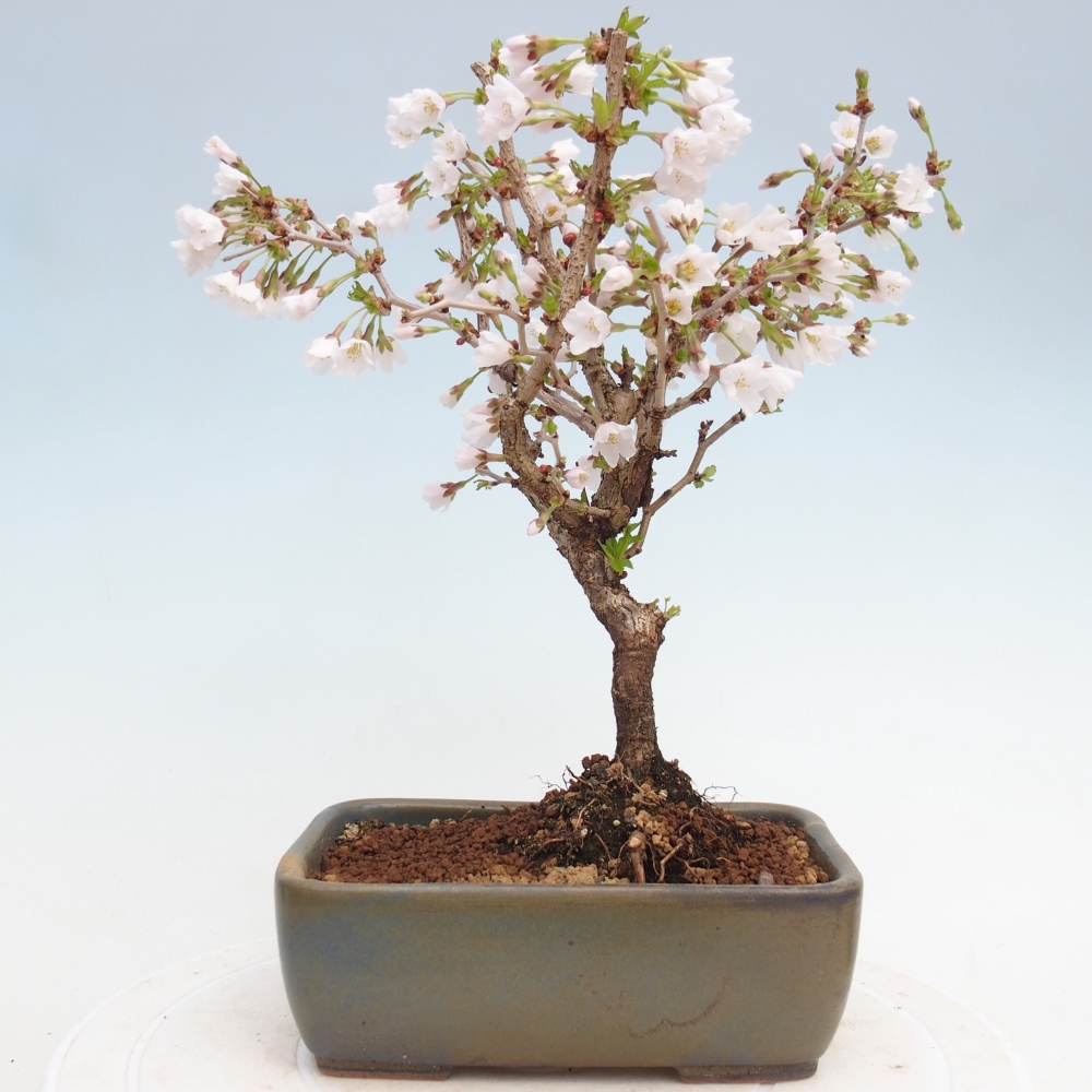 Bonsai da esterno - Prunus incisa Kojou-no mai-Plivon ritagliato