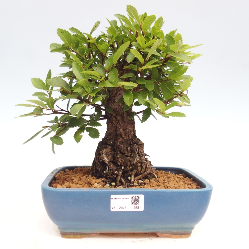 Bonsai da esterno - Zelkova - Zelkova NIRE