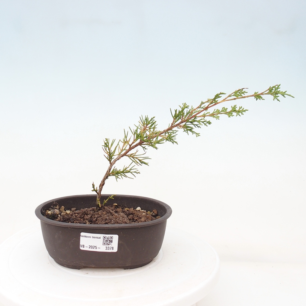 Bonsai da esterno - Juniperus chinensis Itoigawa