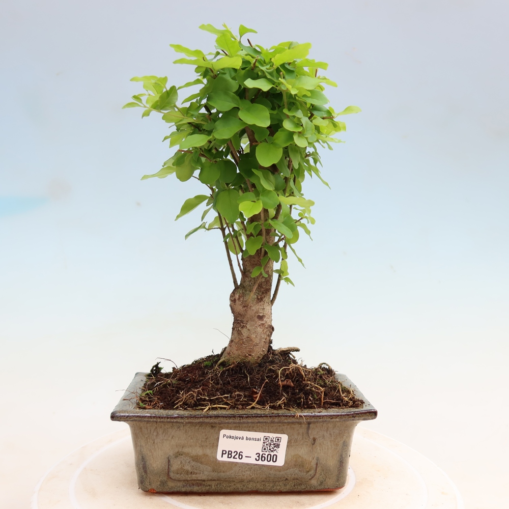 Camera bonsai -Ligustrum chinensis - Becco d'uccello